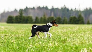 Basenji puppy running in the field on lure coursing competition photo