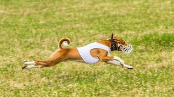 Basenji flying in the field on lure coursing competition photo