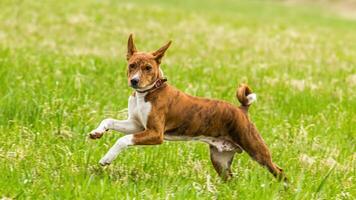 Basenji puppy running in the field on lure coursing competition photo