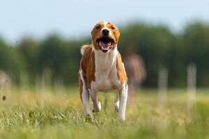 Basenji puppy first time running on the field photo