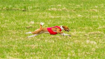 Basenji in red shirt flying in the field on lure coursing competition photo