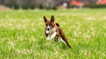 Basenji puppy running in the field on lure coursing competition photo