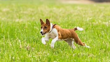 Basenji puppy running in the field on lure coursing competition photo