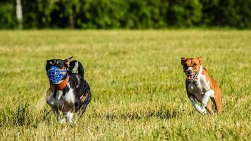 Two basenji dogs running in the field on lure coursing competition photo