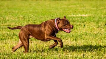 American Pit Bull running in the field on coursing competition photo