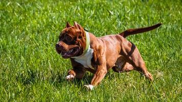 American Pit Bull running in the field on coursing competition photo