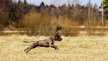 Staffordshire Bull Terrier running in the field photo