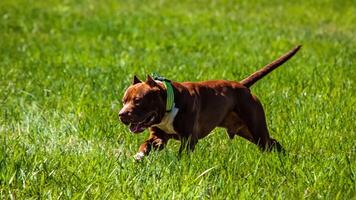 American Pit Bull running in the field on coursing competition photo