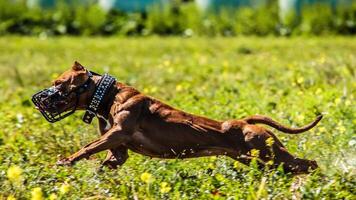 American Pit Bull running in the field on coursing competition photo