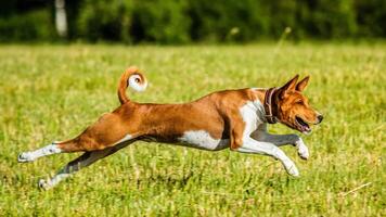 Basenji puppy running in the field on lure coursing competition photo