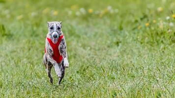 Whippet in red shirt running in the field on lure coursing competition photo