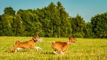 Two basenji dogs running in the field on lure coursing competition photo