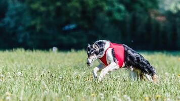 Borzoi dog in red shirt running in the field on lure coursing competition photo