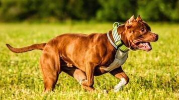 American Pit Bull running in the field on coursing competition photo