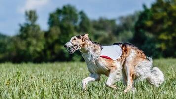 Borzoi dog in white shirt running in the field on lure coursing competition photo