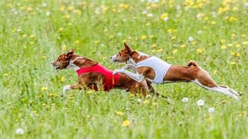 Two basenji dogs in red and white shirts running in the field on lure coursing competition photo