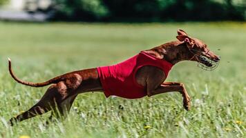 Cirneco dog in red shirt running in the field on lure coursing competition photo