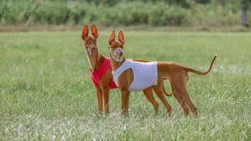 Two pharaoh hound dogs in red and white shirts running in the field on lure coursing competition photo