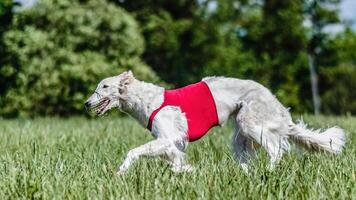Borzoi dog in red shirt running in the field on lure coursing competition photo