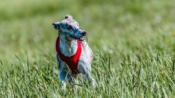 Whippet in red shirt running in the field on lure coursing competition photo