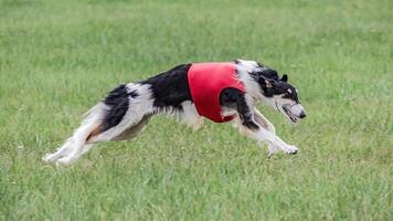 Borzoi dog in red shirt running in the field on lure coursing competition photo