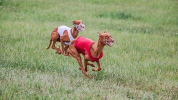 Two pharaoh hound dogs in red and white shirts running in the field on lure coursing competition photo