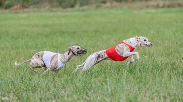Two whippet dogs in red and white shirts running in the field on lure coursing competition photo