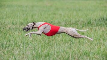 Whippet in red shirt running in the field on lure coursing competition photo