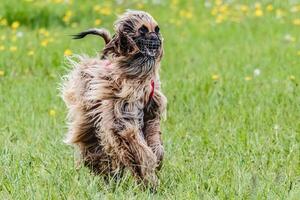 Saluki in red shirt running in the field on lure coursing competition photo