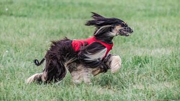 Saluki in red shirt running in the field on lure coursing competition photo
