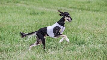 Saluki in white shirt running in the field on lure coursing competition photo