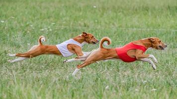 Two basenji dogs in red and white shirts running in the field on lure coursing competition photo