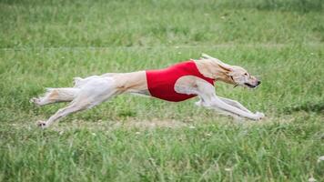 Saluki in red shirt running in the field on lure coursing competition photo