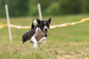basenji lifted off the ground during the dog race photo