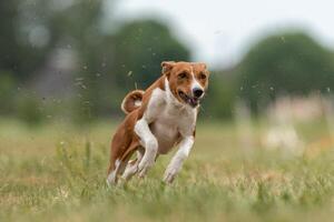 Basenji puppy first time running on the field photo