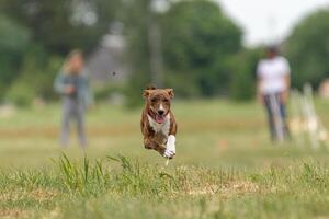 basenji lifted off the ground during the dog race photo