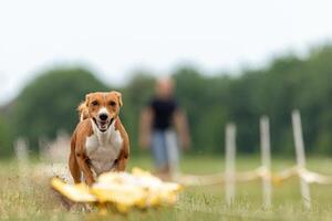 Basenji puppy first time running on the field photo