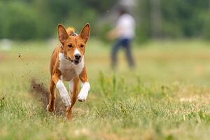 Basenji dog running across the field photo