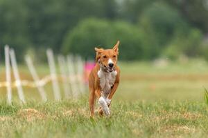 Basenji dog running across the field photo