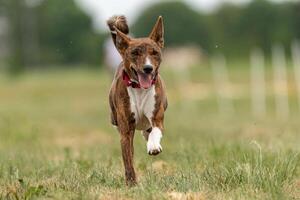 Basenji dog running across the field photo