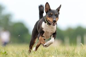 Basenji running qualification for lure coursing photo