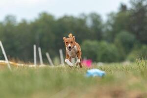 basenji dog lure coursing at the finish photo