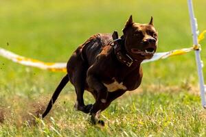 Pit Bull Terrier running and chasing the lure photo