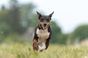 Basenji running qualification for lure coursing photo