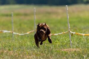 Pit Bull Terrier running and chasing the lure photo
