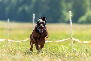 Cane Corso running across the field photo