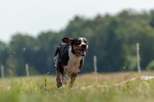 Catahoula Leopard Dog running in lure coursing photo