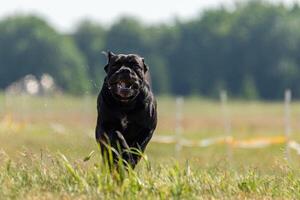 Cane Corso running across the field photo