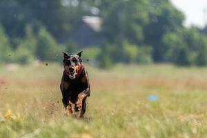 Dobermann running straight on the field photo