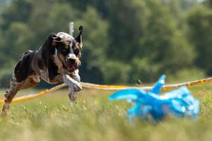 Catahoula Leopard Dog running in lure coursing photo